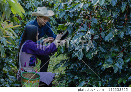 Farmer inspect and picking coffee beans on the coffee tree. Farmer inspect and picking coffee beans on the coffee tree. 136338825