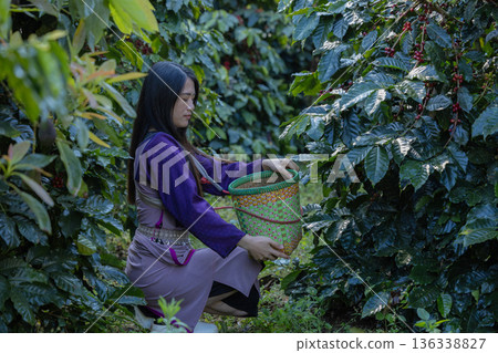 Farmer inspect and picking coffee beans on the coffee tree. Farmer inspect and picking coffee beans on the coffee tree. 136338827