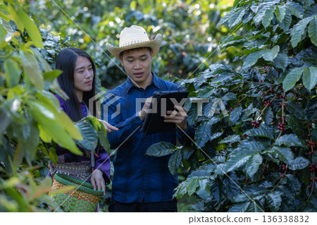 Farmer inspect and picking coffee beans on the coffee tree 136338832