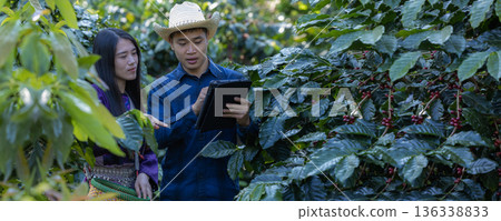Farmer inspect and picking coffee beans on the coffee tree 136338833