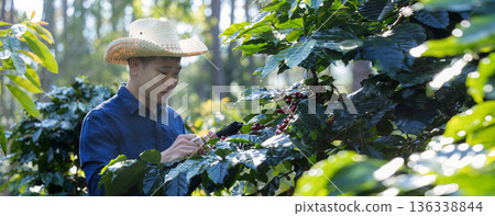 Farmer inspect and picking coffee beans on the coffee tree 136338844