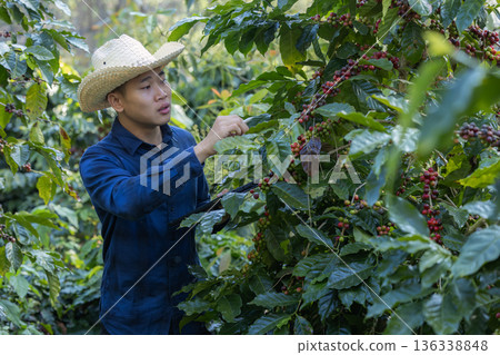Farmer inspect and picking coffee beans on the coffee tree 136338848