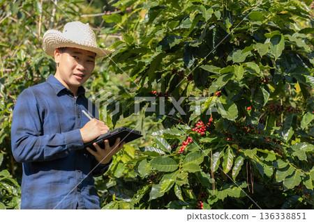 Farmer inspect and picking coffee beans on the coffee tree 136338851