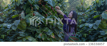 Farmer inspect and picking coffee beans on the coffee tree Farmer inspect and picking coffee beans on the coffee tree 136338857
