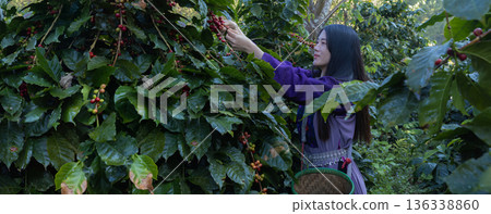 Farmer inspect and picking coffee beans on the coffee tree 136338860