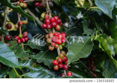 Coffee tree concept. Organic coffee berries beans. Red berry branch.  136338885