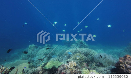 Coral reef and fish in tropical sea 136339080
