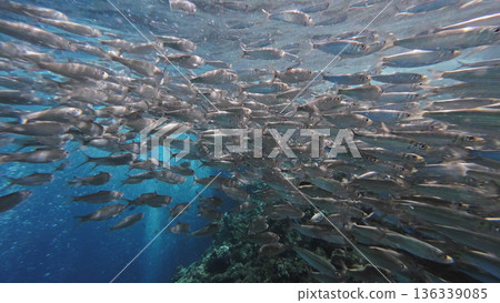 Underwater view of shoal sardine fish in sea 136339085