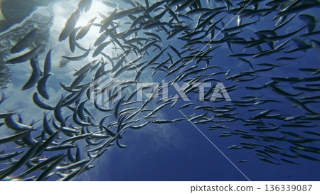 Underwater view of shoal sardine fish in sea 136339087