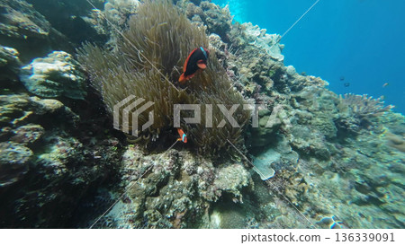 Coral reef and Clown fish in tropical sea 136339091
