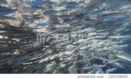 Underwater view of shoal sardine fish in sea Underwater view of shoal sardine fish in sea 136339092