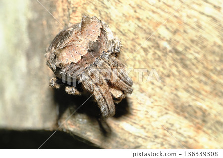 House spider (female) House spider (female) 136339308