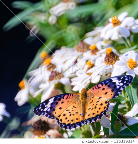 [Nature in Oizumi Ryokuchi, Osaka] Autumn flowers decorated with the female Insect Butterfly and ring-shaped bokeh (Insect encyclopedia/learning material) 136339334