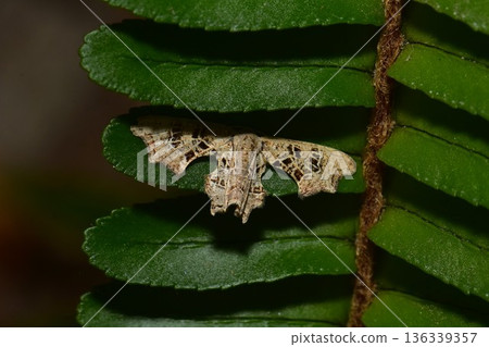 Closeup of a beauttiful Moth in nature, Thailand. 136339357