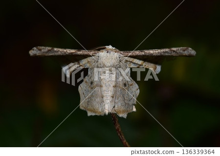 Closeup of a beauttiful Moth in nature, Thailand. 136339364