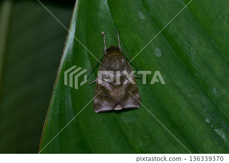 Closeup of a beauttiful Moth in nature, Thailand. 136339370