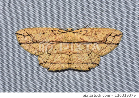 Closeup of a beauttiful Moth in nature, Thailand. 136339379