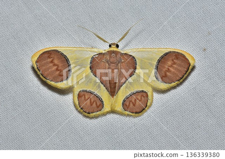 Closeup of a beauttiful Moth in nature, Thailand. 136339380