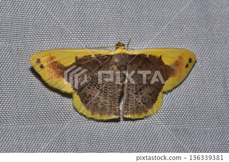 Closeup of a beauttiful Moth in nature, Thailand. Closeup of a beauttiful Moth in nature, Thailand. 136339381