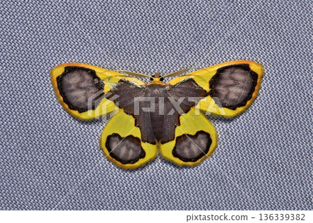 Closeup of a beauttiful Moth in nature, Thailand. Closeup of a beauttiful Moth in nature, Thailand. 136339382