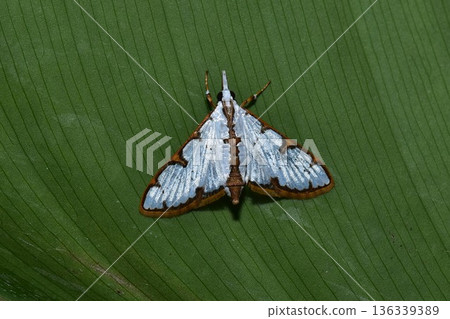 Closeup of a beauttiful Moth in nature, Thailand. 136339389
