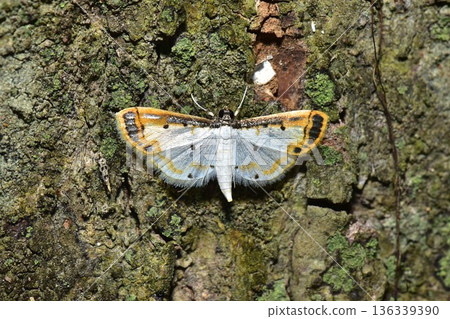 Closeup of a beauttiful Moth in nature, Thailand. Closeup of a beauttiful Moth in nature, Thailand. 136339390