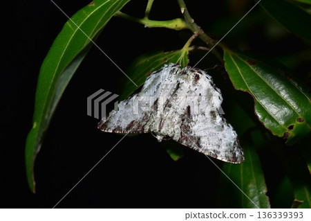 Closeup of a beauttiful Moth in nature, Thailand. Closeup of a beauttiful Moth in nature, Thailand. 136339393