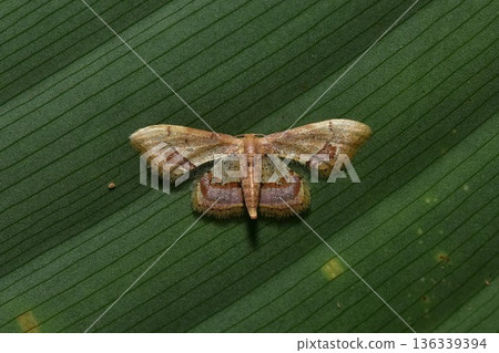 Closeup of a beauttiful Moth in nature, Thailand. 136339394