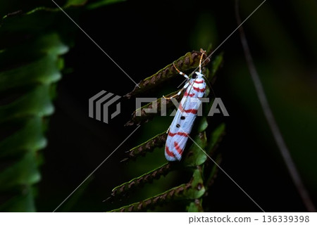 Closeup of a beauttiful Moth in nature, Thailand. 136339398