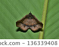 Closeup of a beauttiful Moth in nature, Thailand. 136339408