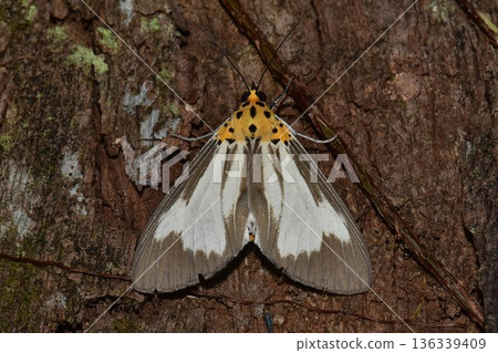 Closeup of a beauttiful Moth in nature, Thailand. 136339409