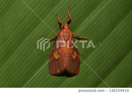 Closeup of a beauttiful Moth in nature, Thailand. 136339410