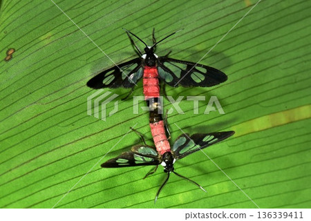Closeup of a beauttiful Moth in nature, Thailand. 136339411