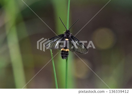 Closeup of a beauttiful Moth in nature, Thailand. 136339412