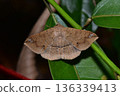 Closeup of a beauttiful Moth in nature, Thailand. 136339413