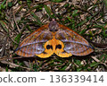 Closeup of a beauttiful Moth in nature, Thailand. 136339414