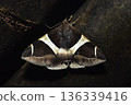 Closeup of a beauttiful Moth in nature, Thailand. 136339416