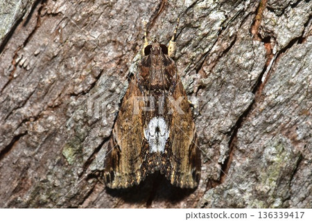 Closeup of a beauttiful Moth in nature, Thailand. 136339417