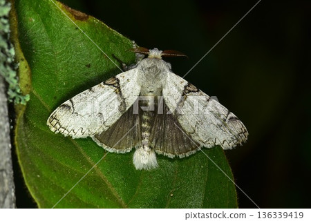 Closeup of a beauttiful Moth in nature, Thailand. 136339419