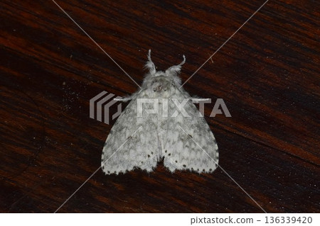 Closeup of a beauttiful Moth in nature, Thailand. 136339420