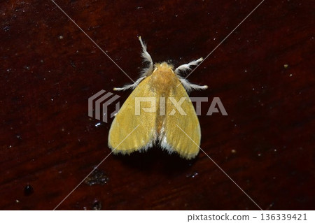 Closeup of a beauttiful Moth in nature, Thailand. 136339421