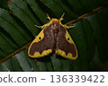 Closeup of a beauttiful Moth in nature, Thailand. 136339422