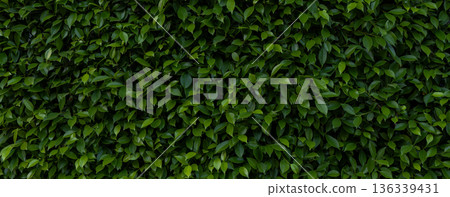Herb wall, plant wall, natural green wallpaper and background. 136339431