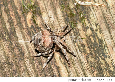 House spider (female) House spider (female) 136339453