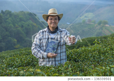 Farmer inspects tea fields. Smart farming and digital farming in Green tea industry. 136339501