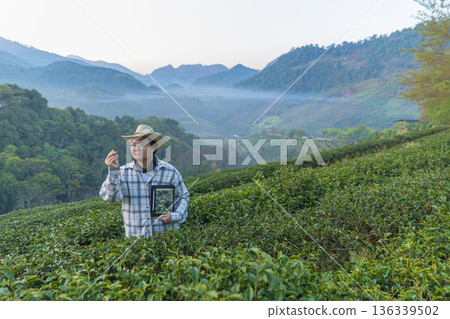 Farmer inspects tea fields. Smart farming and digital farming in Green tea industry. 136339502