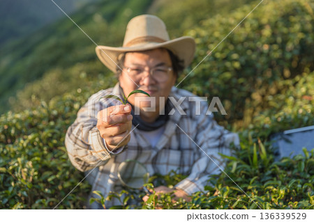 Farmer inspects tea fields. Smart farming and digital farming in Green tea industry. 136339529