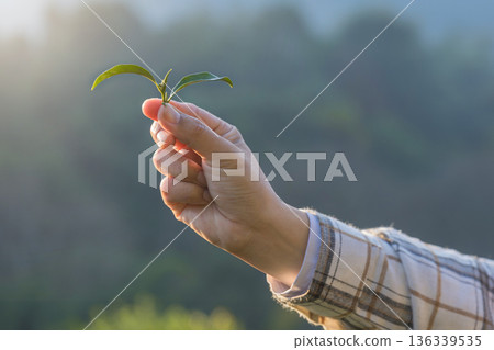 Farmer inspects tea fields. Smart farming and digital farming in Green tea industry. 136339535