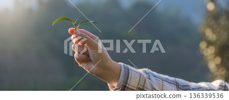 Farmer inspects tea fields. Smart farming and digital farming in Green tea industry. Farmer inspects tea fields. Smart farming and digital farming in Green tea industry. 136339536