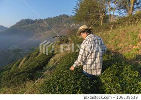 Farmer inspects tea fields. Smart farming and digital farming in Green tea industry. Farmer inspects tea fields. Smart farming and digital farming in Green tea industry. 136339539